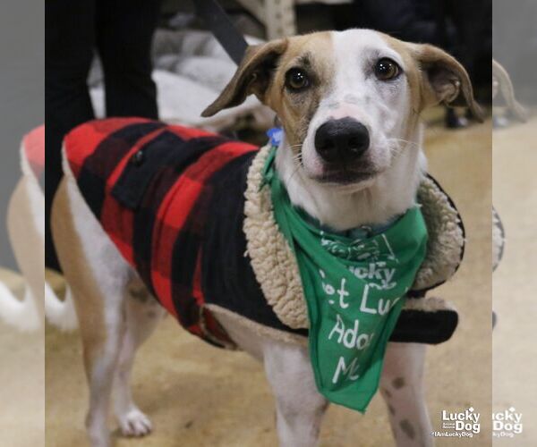 Medium Photo #4 Retriever -Unknown Mix Puppy For Sale in Washington, DC, USA