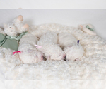 Small Photo #14 Maremma Sheepdog Puppy For Sale in CONWAY, MO, USA
