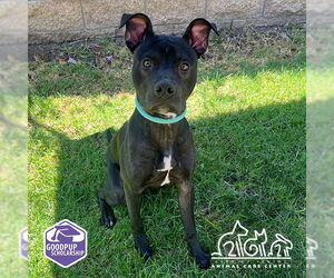 American Pit Bull Terrier-Unknown Mix Dogs for adoption in Irvine, CA, USA