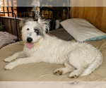 Small #1 Bearded Collie-Old English Sheepdog Mix