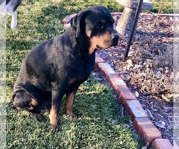 Medium Photo #1 Rottweiler Puppy For Sale in BRIGHTON, CO, USA