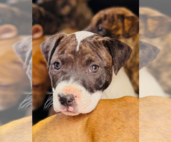 Medium Photo #1 American Pit Bull Terrier Puppy For Sale in Claremore, OK, USA