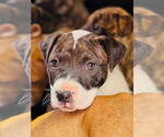 Small American Pit Bull Terrier
