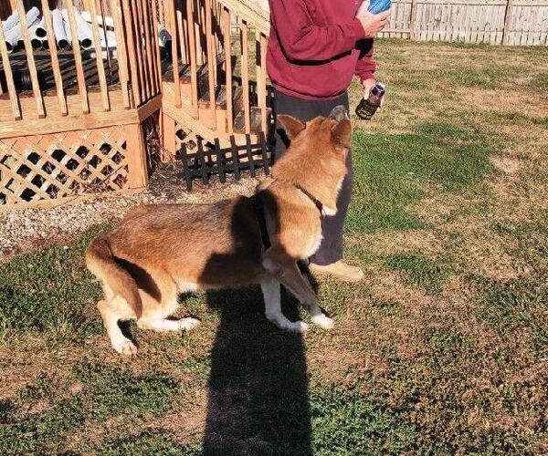 Medium Photo #3 German Shepherd Dog Puppy For Sale in Rootstown, OH, USA