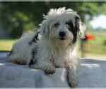 Small Photo #2 Miniature Australian Shepherd-Poodle (Toy) Mix Puppy For Sale in FREDERICKSBURG, OH, USA