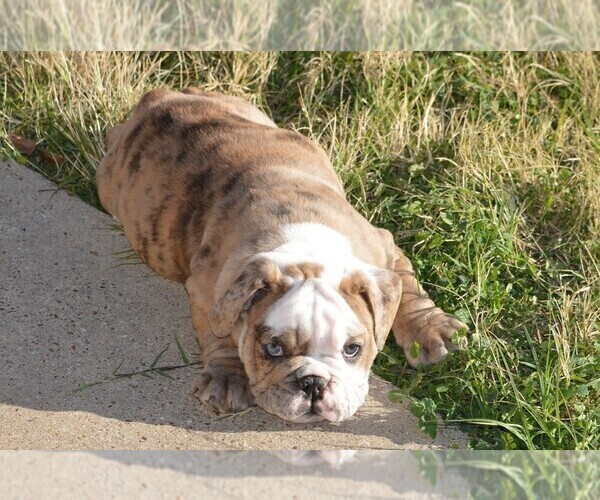 Medium Photo #7 Bulldog Puppy For Sale in STEPHENVILLE, TX, USA