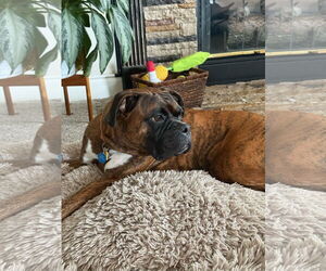 Boxer Dogs for adoption in Katy, TX, USA