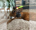 Small Boxer