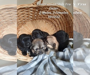 Shiranian Puppy for Sale in SHIPSHEWANA, Indiana USA