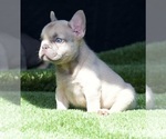 Small Photo #5 French Bulldog Puppy For Sale in WEST HILLS, CA, USA