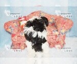 Small Photo #4 Maltipoo Puppy For Sale in SANGER, TX, USA