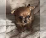 Small #10 Chihuahua