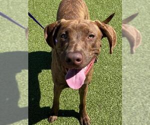 Labrador Retriever-Unknown Mix Dogs for adoption in Fayetteville, NC, USA