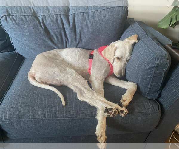 Medium Photo #3 Labradoodle Puppy For Sale in Rockville, MD, USA