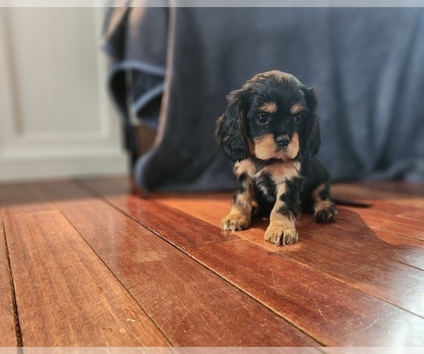 Medium Photo #1 Cavalier King Charles Spaniel Puppy For Sale in SPARTA, WI, USA