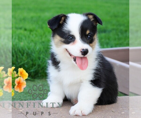 Medium Photo #4 Pembroke Welsh Corgi Puppy For Sale in PALMYRA, PA, USA