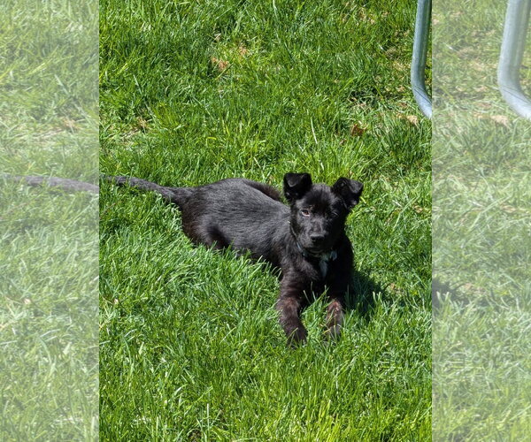 Medium Photo #3 Mutt Puppy For Sale in Germantown, OH, USA