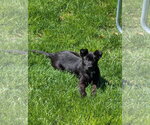 Small #2 Mutt