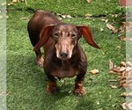 Small #1 Dachshund