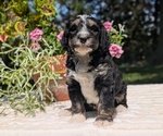 Small #7 Miniature Bernedoodle