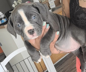 American Bully Puppy for Sale in GLEN BURNIE, Maryland USA