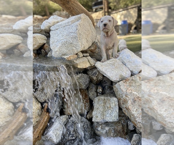 Medium Photo #7 Dogo Argentino Puppy For Sale in FRAZIER PARK, CA, USA