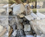 Small Photo #7 Dogo Argentino Puppy For Sale in FRAZIER PARK, CA, USA
