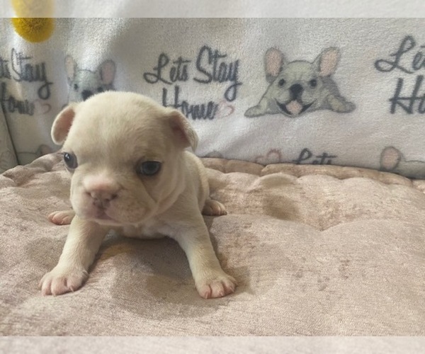 Medium Photo #10 French Bulldog Puppy For Sale in VILLA RICA, GA, USA