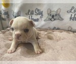 Small Photo #10 French Bulldog Puppy For Sale in VILLA RICA, GA, USA