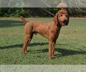 Father of the Goldendoodle-Poodle (Standard) Mix puppies born on 02/05/2022