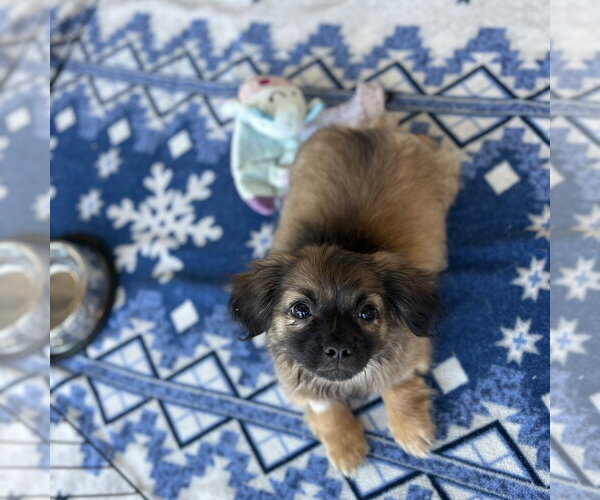 Medium Photo #4 Pekingese-Unknown Mix Puppy For Sale in Dana Point, CA, USA