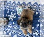 Small #3 Pekingese Mix