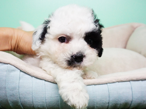 Medium Photo #2 Shih-Poo Puppy For Sale in LA MIRADA, CA, USA