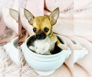 Chihuahua Puppy for sale in WEST PALM BEACH, FL, USA