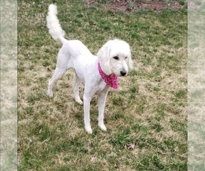 Mother of the Goldendoodle puppies born on 01/17/2023