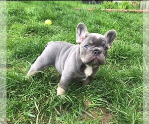 French Bulldog Puppy for sale in HOUSTON, TX, USA