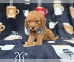 Small #4 Cavapoo (Miniature)