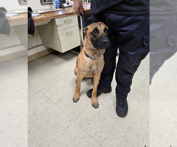 Medium Photo #2 Mutt Puppy For Sale in Imlay City, MI, USA