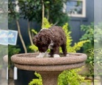 Puppy Felony Aussiedoodle Miniature