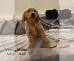 Small Photo #14 Golden Retriever Puppy For Sale in MOLINE, IL, USA