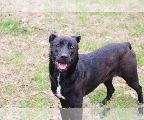Medium Photo #3 Labrador Retriever-Unknown Mix Puppy For Sale in Jackson, MS, USA