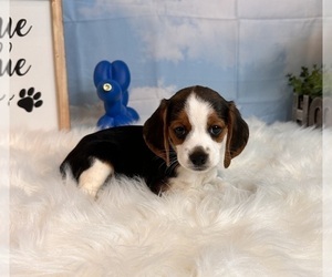Beagle Dog for Adoption in INDIANAPOLIS, Indiana USA