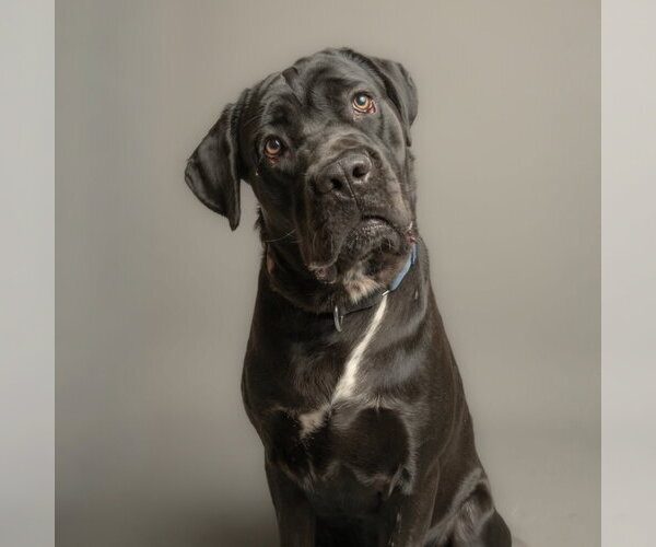 Medium Photo #1 Mutt Puppy For Sale in Rowlett, TX, USA