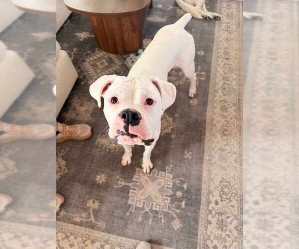 Medium Photo #4 Boxer Puppy For Sale in Austin, TX, USA