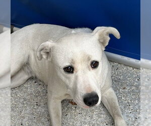 Mutt Dogs for adoption in Lodi, CA, USA