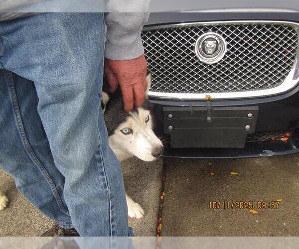 Medium Photo #1 Siberian Husky Puppy For Sale in Santa Rosa, CA, USA