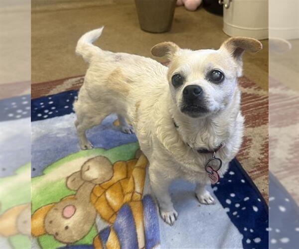 Medium Photo #1 Chihuahua Puppy For Sale in Santa Maria, CA, USA