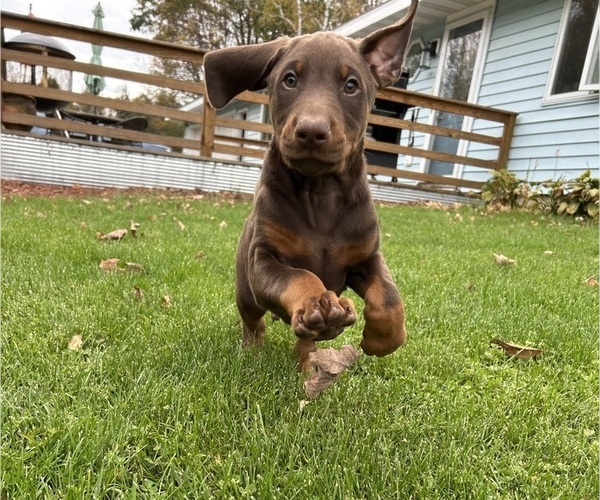 Medium Photo #1 Doberman Pinscher Puppy For Sale in WESTON, WI, USA