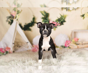 Boston Terrier Puppy for Sale in WARSAW, Indiana USA