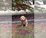 Puppy 14 Goldendoodle